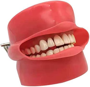 DKULMN Dental Implant Teeth Model,Oral Implant Practice Model,Tooth Extraction Practice Model Medical Teaching Education Aid for Education DKULMN Dental Implant Teeth Model,Oral Implant Practice Model,Tooth Extraction Practice Model Medical Teaching Education Aid for Education von DKULMN