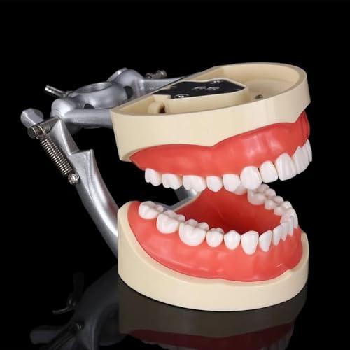 Zähne Modell Erwachsene Standard Demonstration Zähne Modell Zähneputzen Modell Praxis Anatomische Zähne Modell für zahnärztliche Lehre oder Mundpflege 28/32 Zähne(32 teeth) von DLLIGTT
