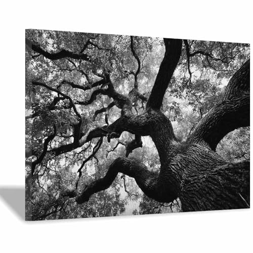 DMZPKZB bilder schwarz weiß Dicke Zweige Modern Bild auf Leinwand,Abstrakte Wandkunstdrucke,Wandbild für Wohnzimmer Schlafzimmer,Büro(Schwarz Weiß)-30x45cm Gerahmt von DMZPKZB