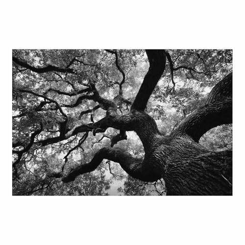 DMZPKZB bilder schwarz weiß Dicke Zweige Modern Bild auf Leinwand,Abstrakte Wandkunstdrucke,Wandbild für Wohnzimmer Schlafzimmer,Büro(Schwarz Weiß)-50x70cm Ungerahmt von DMZPKZB