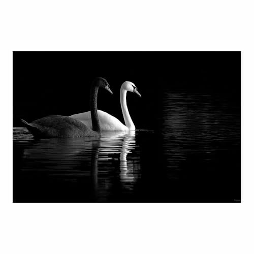 DMZPKZB bilder schwarz weiß Schwarze und weiße Schwäne Modern Bild auf Leinwand,Abstrakte Wandkunstdrucke,Wandbild für Wohnzimmer Schlafzimmer,Büro(Schwarz Weiß)-70x100cm Ungerahmt von DMZPKZB