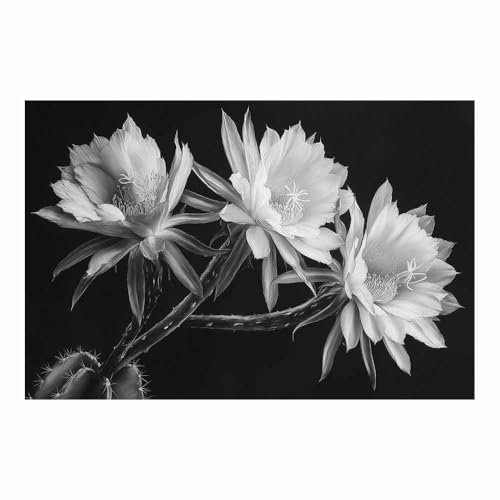 DMZPKZB schwarz weiß bilder Weiße Blumen Vlies Leinwandbild Kunstdruck Wandbilder,Wohnzimmer Modern Leinwandbilder,Poster Wandbilder Schlafzimmer(Schwarz Weiß)-50x70cm Ungerahmt von DMZPKZB