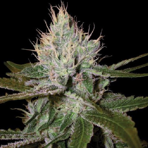 Cannalope Haze von DNA Genetics
