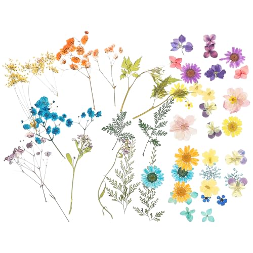 DOITOOL Getrocknete Blumen Dekorative Trockenblumen für DIY Bastelprojekte Gepresste Blumen für Schmuck Scrapbooking Nagelkunst und Mehr DOITOOL Getrocknete Blumen Dekorative Trockenblumen für DIY Bastelprojekte Gepresste Blumen für Schmuck Scrapbooking Nagelkunst und Mehr von DOITOOL