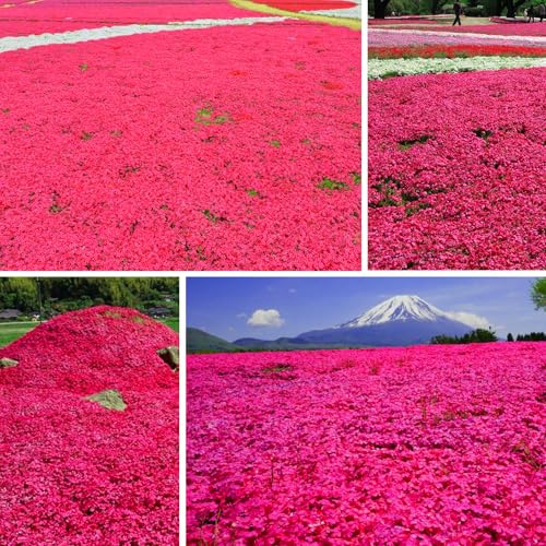 Rote Kriech-Thymian Samen,500 Stück/Beutel Kriechende Thymian-Samen(Thymus serpyllum),bienenfreundliche Pflanze, winterharte Staude,trockenheitsresistent Thymiansamen (Rot) von DONCOO