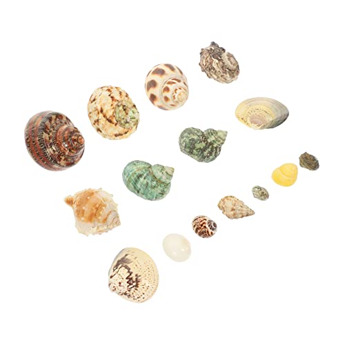 DONFAMDS 1 Satz Aquarium Dekoration aus Natürlichen Muscheln Conch Adornment für Fischbehälter Kreative für Aquarien Leichte und Kompakte Dekorelemente Sicher für Fische und Wasserqualität DONFAMDS 1 Satz Aquarium Dekoration aus Natürlichen Muscheln Conch Adornment für Fischbehälter Kreative für Aquarien Leichte und Kompakte Dekorelemente Sicher für Fische und Wasserqualität von DONFAMDS