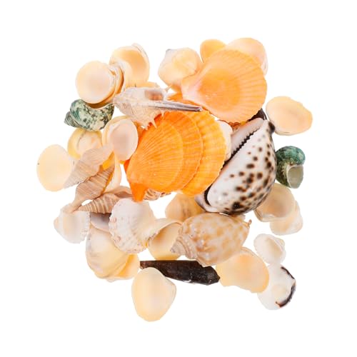 DONFAMDS 1 Satz Natürliche Muschelschalen für Aquarium und Terrariendekoration für Büro Layouts Leichtes Design Sicheres Material mit Feiner Verarbeitung von DONFAMDS