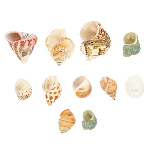 DONFAMDS 1 Satz Naturbelassene Dekoration für Aquarien von Hochwertigen Muscheln für Einsiedlerkrebse Sicher für Fische Sorgt für Landschaftsbild im Fischbehälter von DONFAMDS
