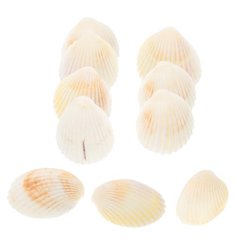 DONFAMDS 10 Stück Muscheldekoration Muscheln Zum Dekorieren Strand-Muschel- Schalen Für Das Handwerk Muscheln Zum Basteln Muschelschmuck Meeresmuschel Basteln Hülse Weiß von DONFAMDS