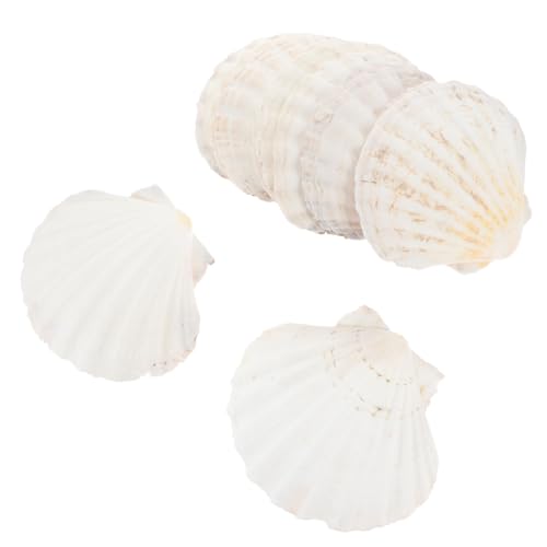 DONFAMDS 10 Stück Natürliche Muschelschalen Teller Wiederverwendbare Form Essgeschirr Dekoration für Aquarium und DIY Projekte von DONFAMDS