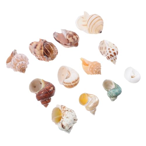 DONFAMDS 12 Stück Teiliges Natürliche Muscheln Aquarien Dekoration Muschelornament für Fischtanks Kreative Bonsai Verzierung für Süß von DONFAMDS
