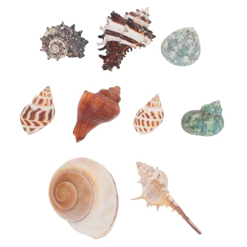DONFAMDS 9 Stück Teiliges Einsiedlerkrebs Muscheln aus Natürlichem Material Dekoration für Aquarien und Fischbehälter für DIY und Versteck für Fische DONFAMDS 9 Stück Teiliges Einsiedlerkrebs Muscheln aus Natürlichem Material Dekoration für Aquarien und Fischbehälter für DIY und Versteck für Fische von DONFAMDS
