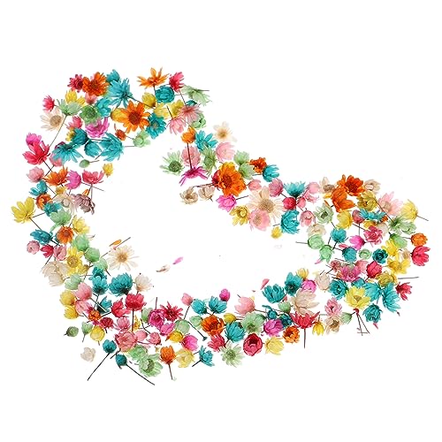 DONFAMDS DIY Getrocknete Blumen für Kunstharz Bunte Trockenblumen für Bastelarbeiten Natürliche Blüten für Kerzen und Dekoration für Scrapbooking und DONFAMDS DIY Getrocknete Blumen für Kunstharz Bunte Trockenblumen für Bastelarbeiten Natürliche Blüten für Kerzen und Dekoration für Scrapbooking und von DONFAMDS
