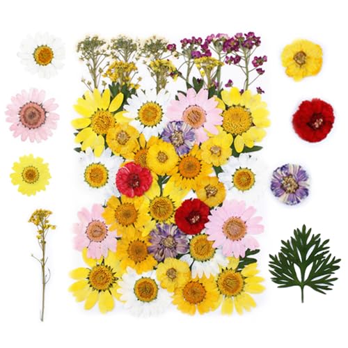 Bunte Getrocknete Gepresste Blumen, 1er-Pack Echte Natürliche Getrockneten Gepressten Blüten für DlY-Harzformen, Kerzen, Seife, Schmuckherstellung, Kunsthandwerk von DONGKER