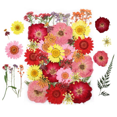 Bunte Getrocknete Gepresste Blumen, 1er-Pack Echte Natürliche Getrockneten Gepressten Blüten für DlY-Harzformen, Kerzen, Seife, Schmuckherstellung, Kunsthandwerk von DONGKER