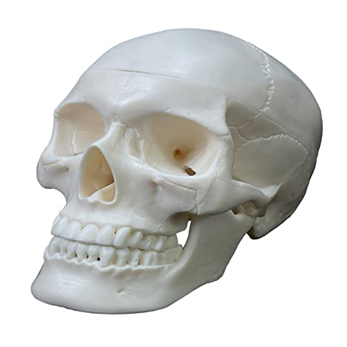 Menschlicher Schädel Modell 2 Teile Realistischer Menschenschädel mit abnehmbarer Kappe Anatomie Lehrbedarf Anatomie Kopf Poster Modell Menschlicher Schädel Modell 2 Teile Realistischer Menschenschädel mit abnehmbarer Kappe Anatomie Lehrbedarf Anatomie Kopf Poster Modell von DOSERTY