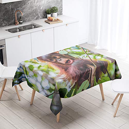 Tischdecke Abwaschbar, DOTBUY Wasserabweisende Tischdecke Rechteckig Abwischbare Wachstuch für Desktop Dekorative Tuch Hotel Bankett Party Garten (Orang-Utan,100x140cm) von DOTBUY-shop