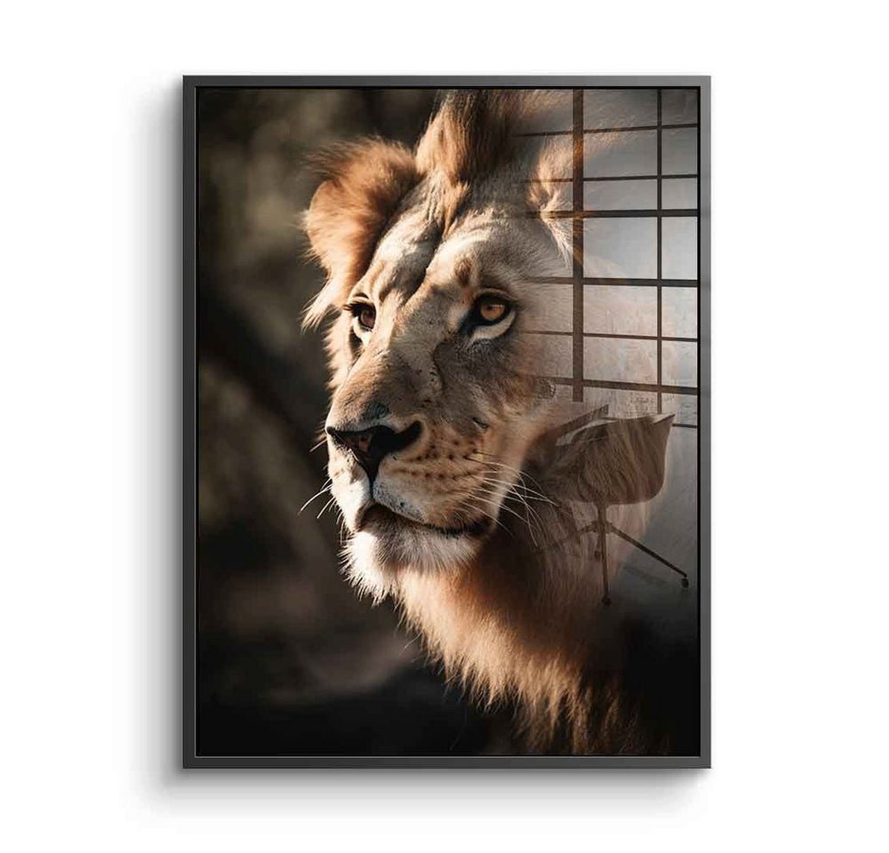 DOTCOMCANVAS® Acrylglasbild Lion - Acrylglas, Acrylglasbild Lion Löwe Afrika Natur Tier Safari hochkant von DOTCOMCANVAS®