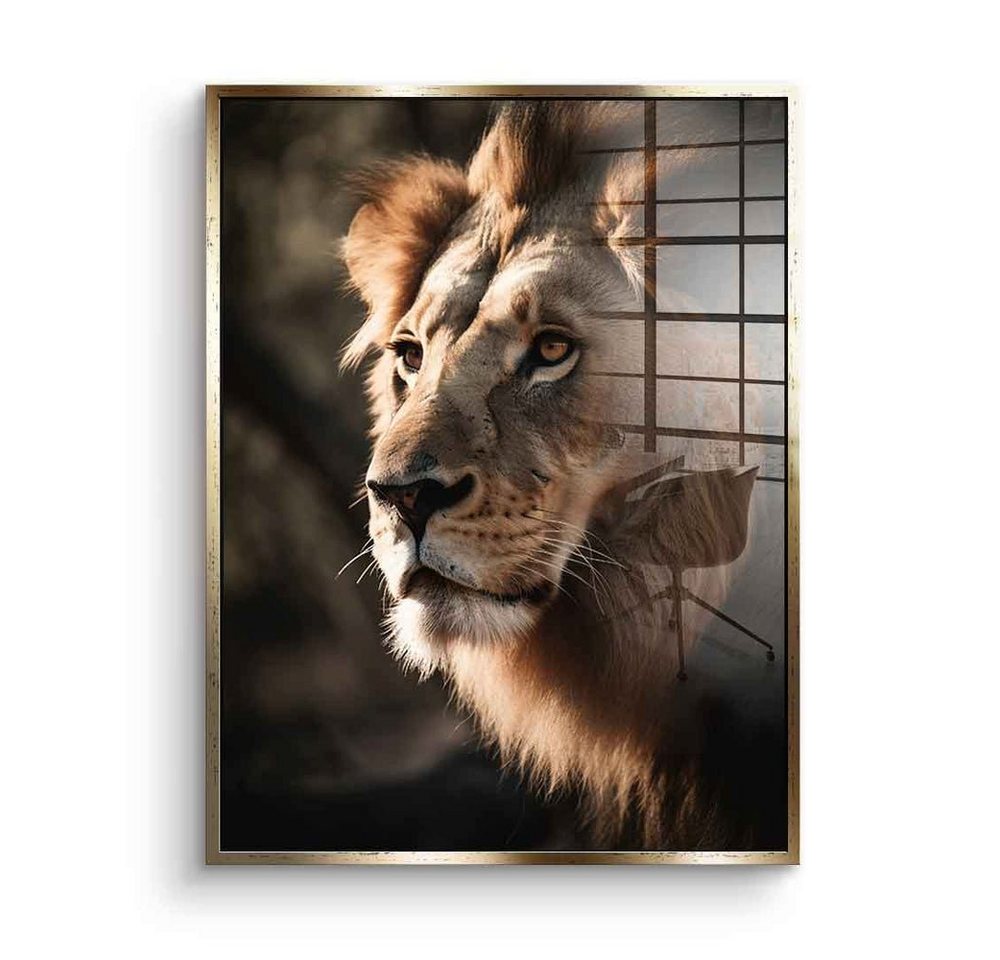 DOTCOMCANVAS® Acrylglasbild Lion - Acrylglas, Acrylglasbild Lion Löwe Afrika Natur Tier Safari hochkant von DOTCOMCANVAS®