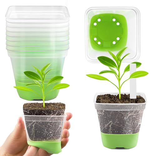 DOUUCO 24 Stück 8cm Anzuchttöpfe Pflanztöpfe anzucht Transparent mit Silikonsockel, Blumentöpfe Kunststoff Vierkant Mini Töpfe, Wiederverwendbar Anzuchtkasten für Sämlinge Sukkulenten Grün von DOUUCO