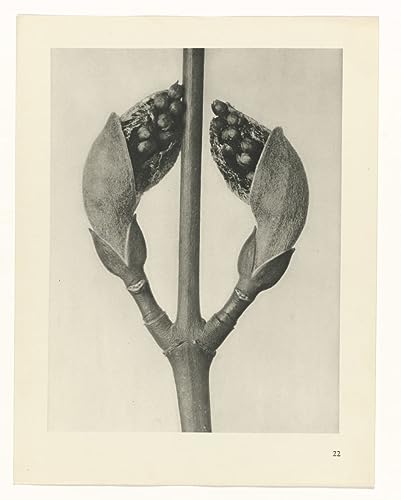 Leinwanddruck Und Poster Wand-Kunst Bild Reproduktion Botanisches Bild auf Leinwand von Karl Blossfeldt für Wohnkultur 60x90cm von DoerAa