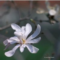 Fine Art Fotografie "Magnolie" Auf Leinwand, Wanddeko, Naturfotografie von DPFotodesign