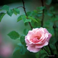 Fine Art Fotografie "Zartes Rosa" Auf Leinwand, Wanddeko, Rose, Naturfotografie von DPFotodesign