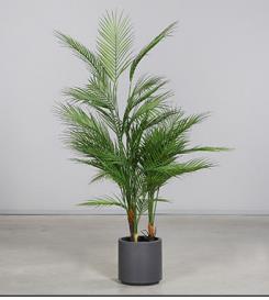 DPI Chico Pflanze im Topf 115cm 57851 in von DPI