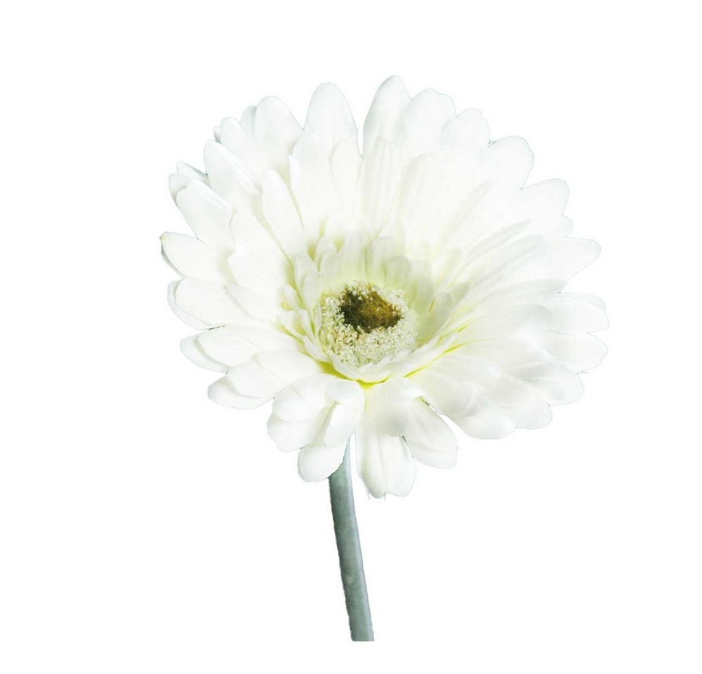 DPI Dekoobjekt Gerbera - 56 cm - creme DPI Dekoobjekt Gerbera - 56 cm - creme von DPI