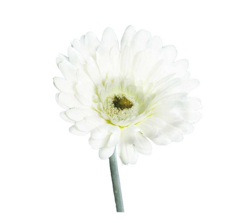 DPI Dekoobjekt Gerbera - 56 cm - creme von DPI