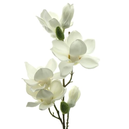 DPI Magnolienzweig Cremeweiß mit 4 Blüten & 2 Knospen 66 cm - Kunstblumen DPI Magnolienzweig Cremeweiß mit 4 Blüten & 2 Knospen 66 cm - Kunstblumen von DPI