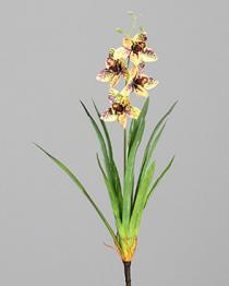 DPI Orchidee Cymbidie 60 cm  in mit Blatt von DPI