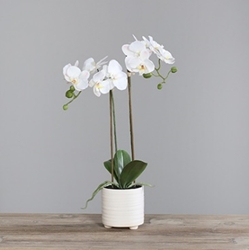 DPI Orchidee mit zwei Rispen in Farbe cream DPI Orchidee mit zwei Rispen in Farbe cream von DPI