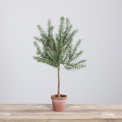 DPI Rosmarin im Deko Topf in Farbe Terracotta von DPI