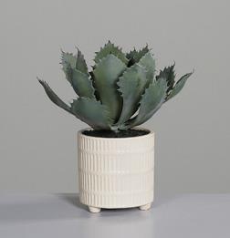 DPI Sukkulenten Arrangement 28 cm 57961 in im Keramiktopf beige von DPI