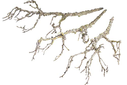 DPI künstlicher Deko-Zweig mit ca. 40 cm Länge (3 Stück) (Natur) von DPI