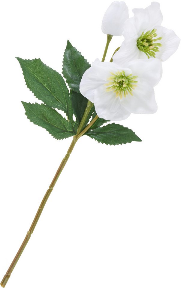 Kunstblume Helleborus, L 34 cm, DPI, 34cm Kunstblume Helleborus, L 34 cm, DPI, 34cm von DPI