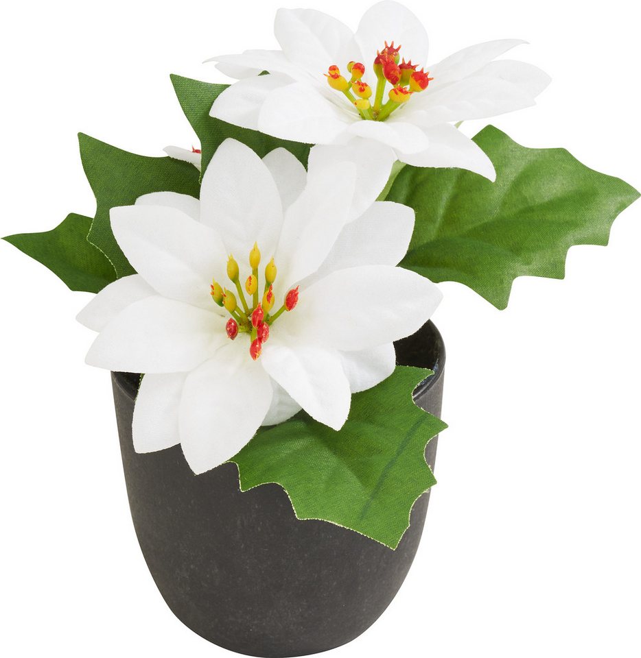 Kunstblume Weihnachtsstern 'Gloria' im Topf, H 15 cm, DPI, Höhe 15 cm, 15cm Kunstblume Weihnachtsstern 'Gloria' im Topf, H 15 cm, DPI, Höhe 15 cm, 15cm von DPI