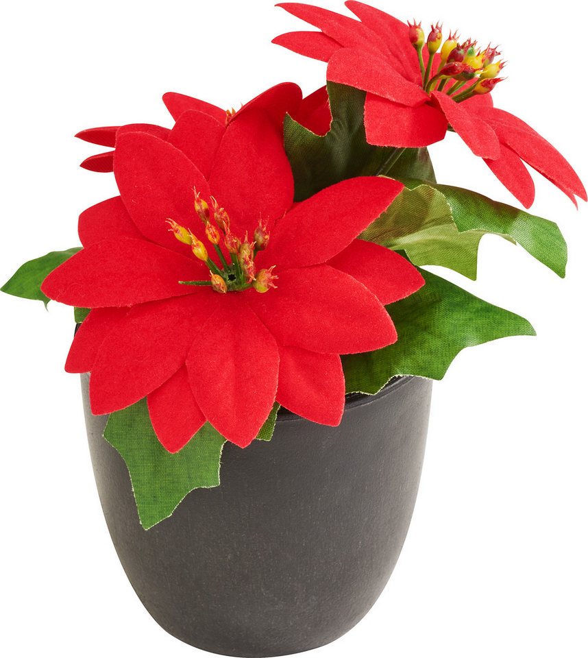 Kunstblume Weihnachtsstern 'Gloria' im Topf, H 15 cm, DPI, Höhe 15 cm, 15cm von DPI