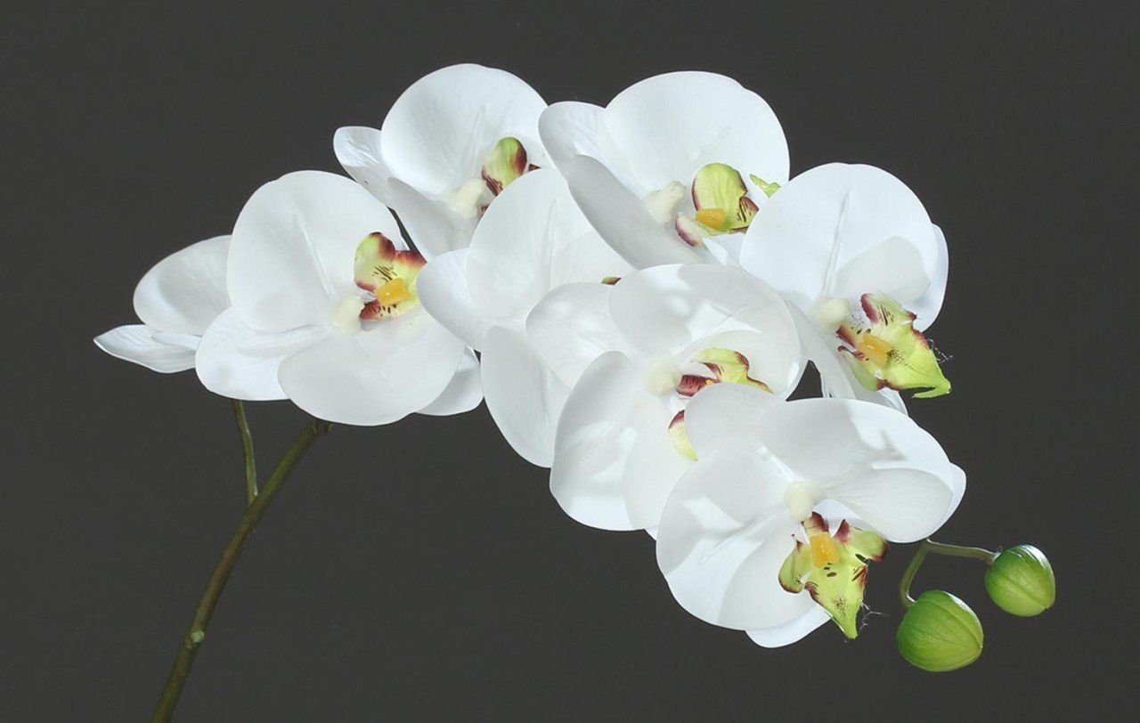 Kunstpflanze, DPI, Höhe 80 cm, Weiß H:80cm D:8cm Kunststoff von DPI