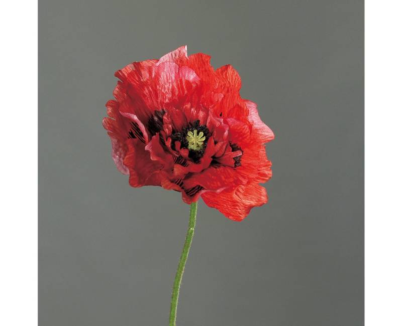 Kunstblume Rot, Durchmesser 12 cm, DPI, Höhe 82 cm, Farbe: Rot, Motiv: Mohnblume von DPI