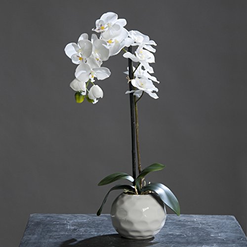 Orchidee-Phalaenopsis im weißen Keramiktopf Creme 46 cm Kunstblume von DPI Orchidee-Phalaenopsis im weißen Keramiktopf Creme 46 cm Kunstblume von DPI von DPI