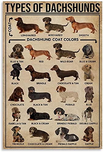 DPZAFL & Kunstdrucke Tier Dackel Wiener Hund Arten von Leinwand Wand Bilder Bilddruck 50x70cm x1 Rahmenlos von DPZAFL