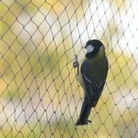 Vogelschutznetz, 10 x 6 m breit, Vogelschutznetz, starkes Gartenteich-Schutznetz für Obst, Gemüse – INHHUB Vogelschutznetz, 10 x 6 m breit, Vogelschutznetz, starkes Gartenteich-Schutznetz für Obst, Gemüse – INHHUB von DPZO