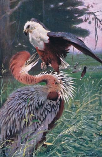 DQCJIYIGL Bekannt Leinwand Drucken Poster Bilder Leinwand Reiher- und Meerestierillustration Fromwildlife of the World von Kuhnert Wand Bilder Dekoration für Office Home Decor 60x90cm von DQCJIYIGL