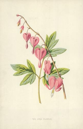DQCJIYIGL Bekannt Poster Wandbilder Dekoration Wandbild Die Lyra-blume Von Frederick Edward Hulme Leinwand Drucke für Wanddekoration 60x90cm von DQCJIYIGL