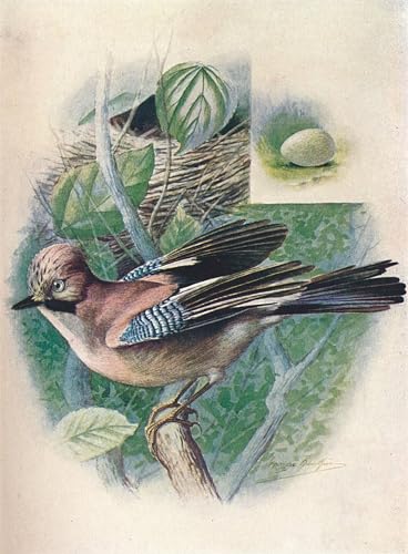 DQCJIYIGL Bekannt Poster Wandbilder Dekoration Wandbild Garrulus Glandarius von George Rankin Leinwand Drucke für Wanddekoration 60x90cm von DQCJIYIGL