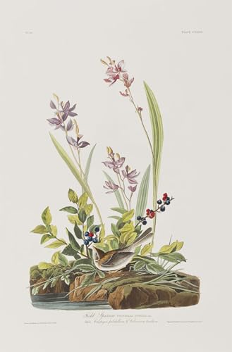 DQCJIYIGL Berühmte Gemälde Leinwand Plakat Abstrakter Druck Illustration von birds of von john audubon Tier Poster für Heimtextilien 60x90cm von DQCJIYIGL
