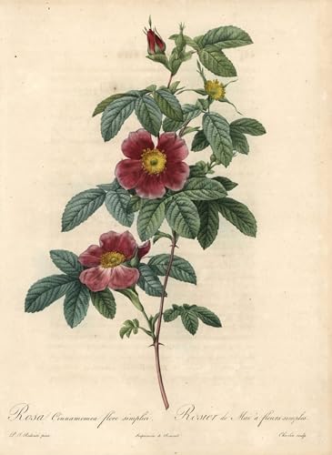 DQCJIYIGL Berühmte Gemälde Leinwand Plakat Abstrakter Druck Mairose oder Rosenzimt, ein einfaches Blumen-Eau Forte von Pierre Redouté Tier Poster für Heimtextilien 60x90cm von DQCJIYIGL