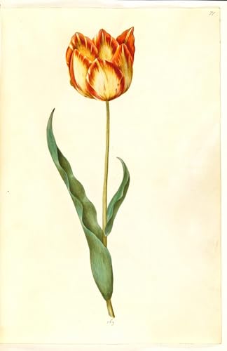 DQCJIYIGL Berühmte Gemälde Leinwand Plakat Abstrakter Druck Tulipa Gesneriana by Hans Simon Holtzbecker Tier Poster für Heimtextilien 60x90cm von DQCJIYIGL